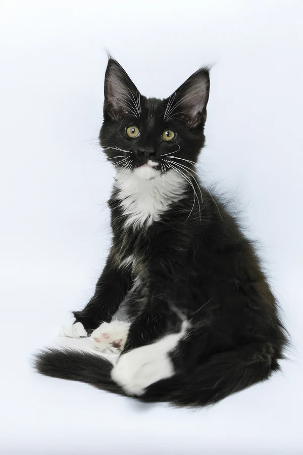 Derick – The Gentle Black Bicolor Maine Coon