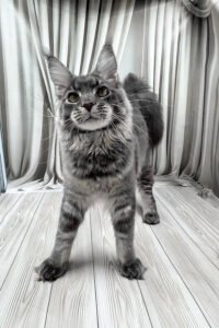 Grain - blue ticked tabby