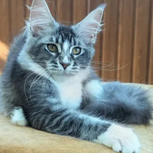 Greta – The Black Smoke Maine Coon Princess