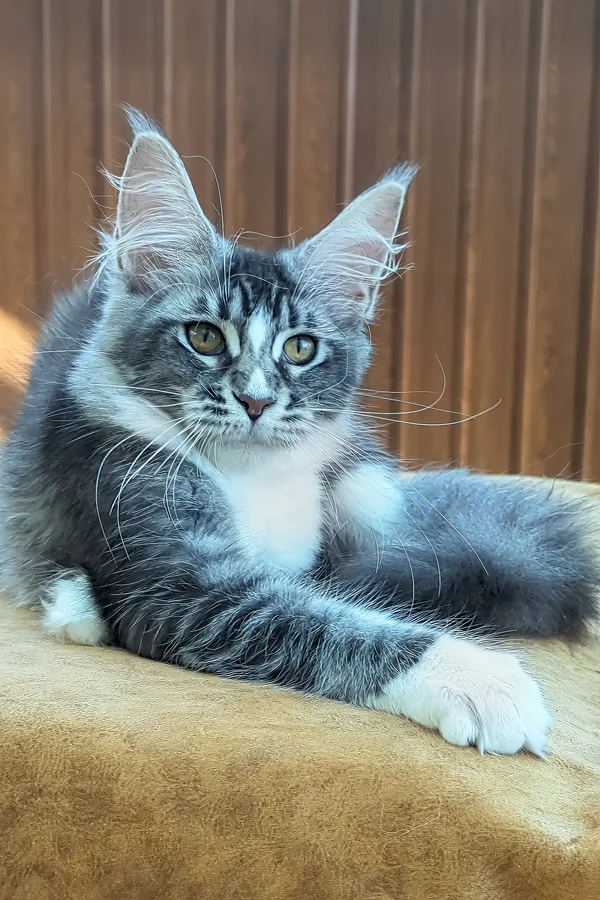 Greta – The Black Smoke Maine Coon Princess