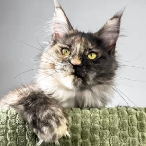 Haifa | Polydactyl Tortoise Maine Coon