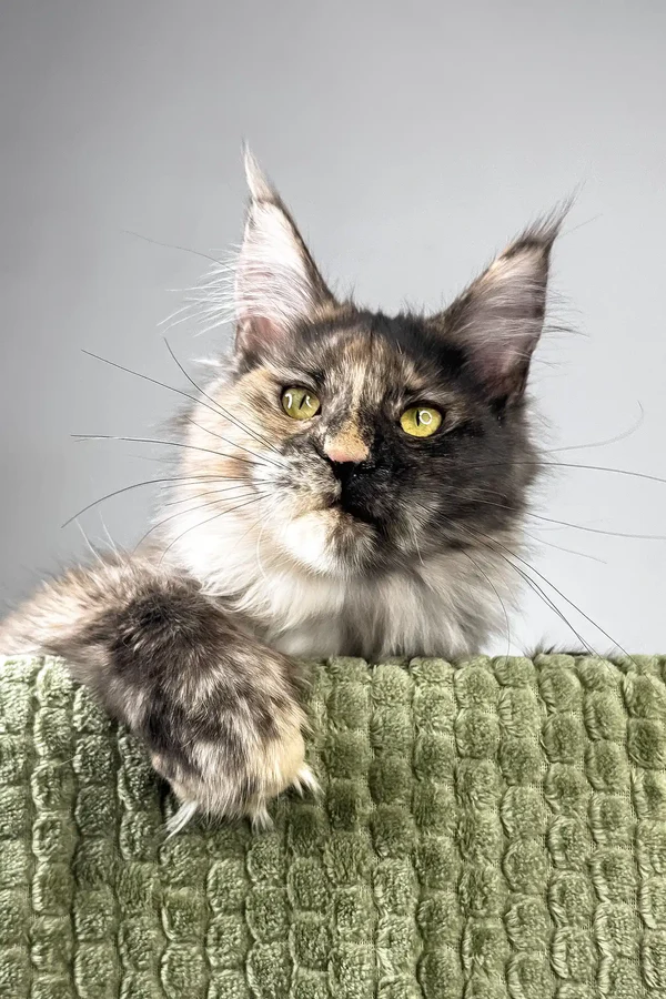Haifa | Polydactyl Tortoise Maine Coon