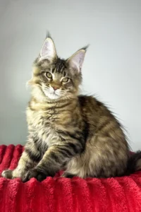 Hulio – The Golden-Striped Maine Coon