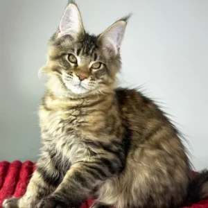 Hulio – The Golden-Striped Maine Coon