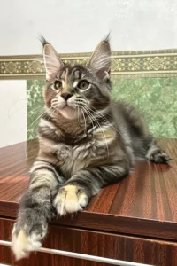 Kawasaki – The Elegant Black Tortoise Tabby Maine Coon