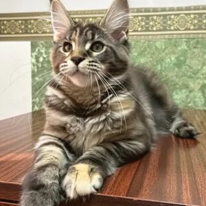 Kawasaki – The Elegant Black Tortoise Tabby Maine Coon