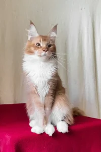 Red Tabby Maine Coon