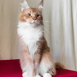 Red Tabby Maine Coon