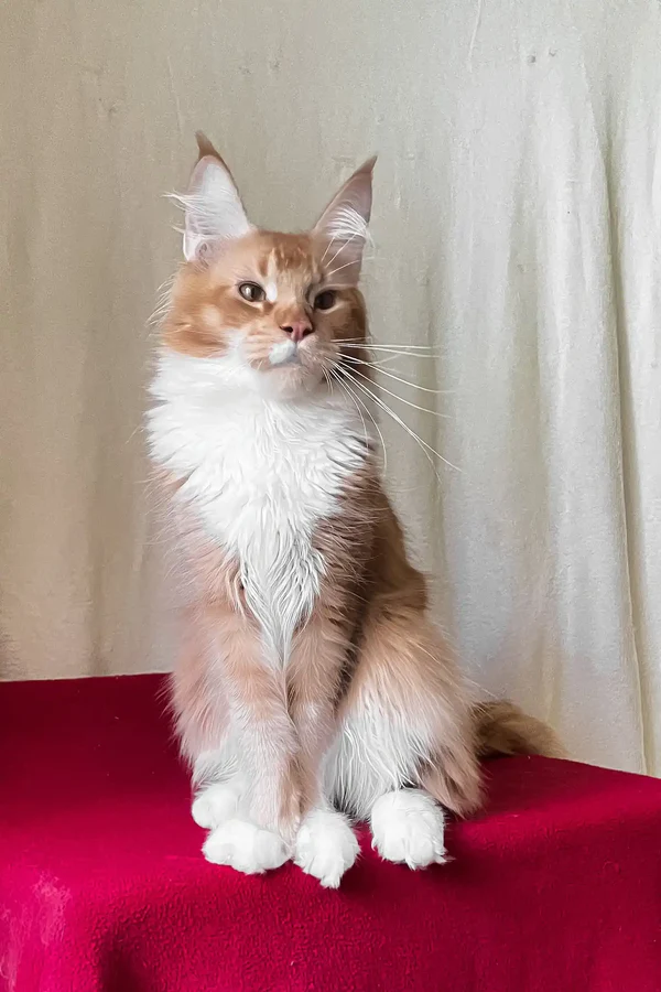Red Tabby Maine Coon