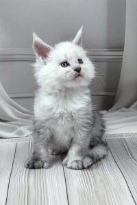 Polydactyl Maine Coon Kitten