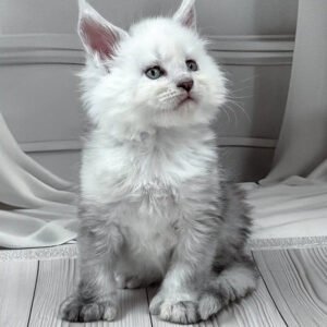 Polydactyl Maine Coon Kitten