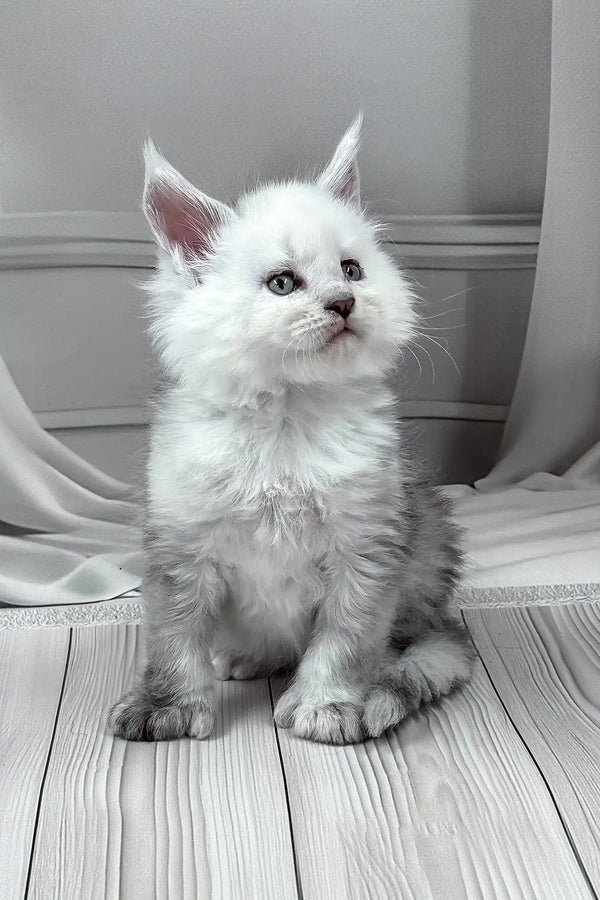 Polydactyl Maine Coon Kitten