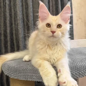 Olivaris – The Red Smoke Maine Coon