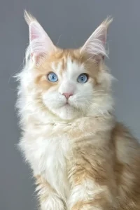 Braiden | Red Silver Tabby Maine Coon Kitten 