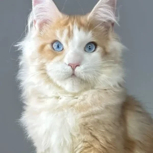 Braiden | Red Silver Tabby Maine Coon Kitten 