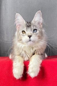 Silver Tabby Maine Coon Princess For Sale
