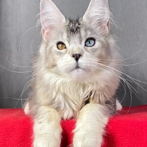 Silver Tabby Maine Coon Princess For Sale