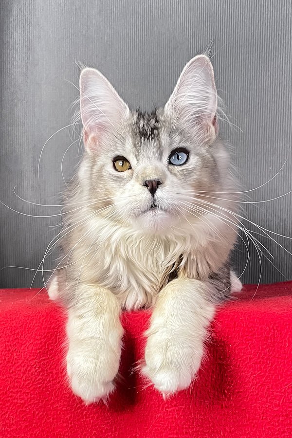 Silver Tabby Maine Coon Princess For Sale
