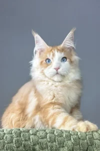 Sterlin – The Red Silver Tabby Maine Coon