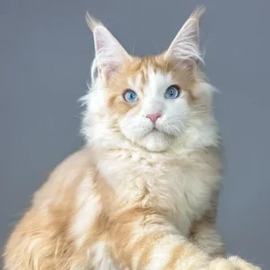 Sterlin – The Red Silver Tabby Maine Coon