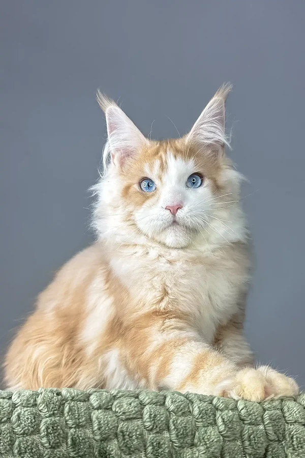 Sterlin – The Red Silver Tabby Maine Coon