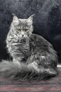 Tabawa - blue blotched tabby