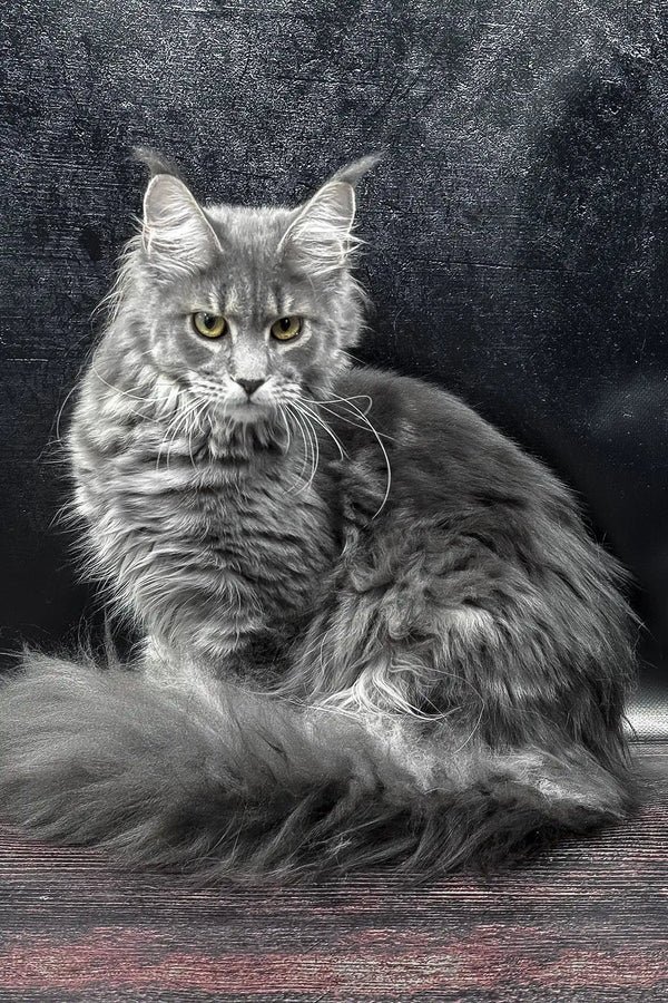 Tabawa – The Gentle, Regal Maine Coon