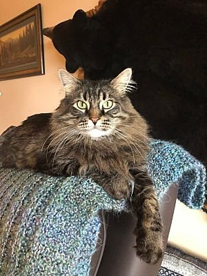 Teddy, Brown Or Chocolate, Maine Coon