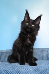Betel – The Black Maine Coon