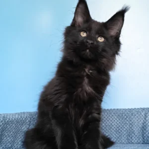 Betel – The Black Maine Coon