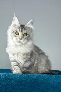 Gonzalo – The Golden-Eyed Maine Coon