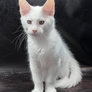 Tonga – The White Maine Coon