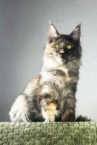Venezuela – The Rare Black Smoke Polydactyl Maine Coon