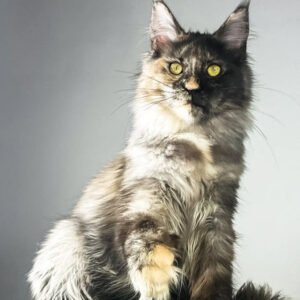 Venezuela – The Rare Black Smoke Polydactyl Maine Coon