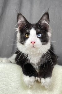 Weaty - black smoke bicolor