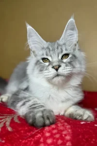 Englam - blue smoke blotched tabby