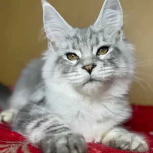 Englam blue smoke blotched tabby Maine Coon