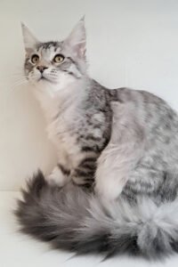 Rolanock - black smoke spotted tabby