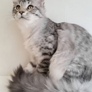 Rolanock black smoke spotted tabby Maine Coon