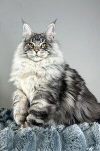 Ruel - black silver classic tabby
