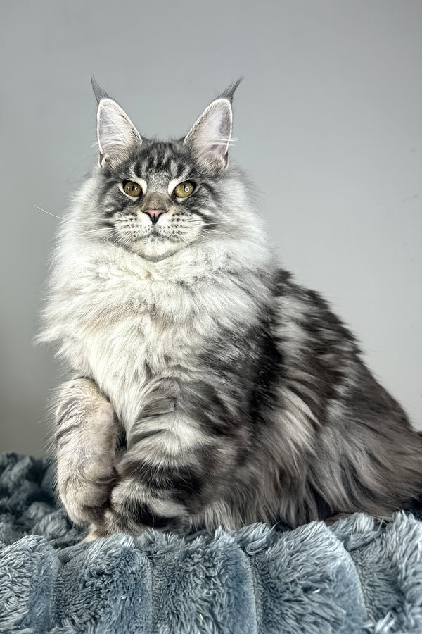 Ruel black silver classic tabby Maine Coon