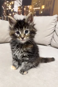 Shillala - brown tortoise classic tabby