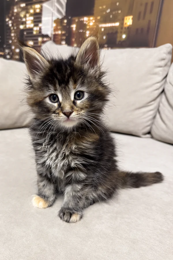 Shillala brown tortoise classic tabby Maine Coon