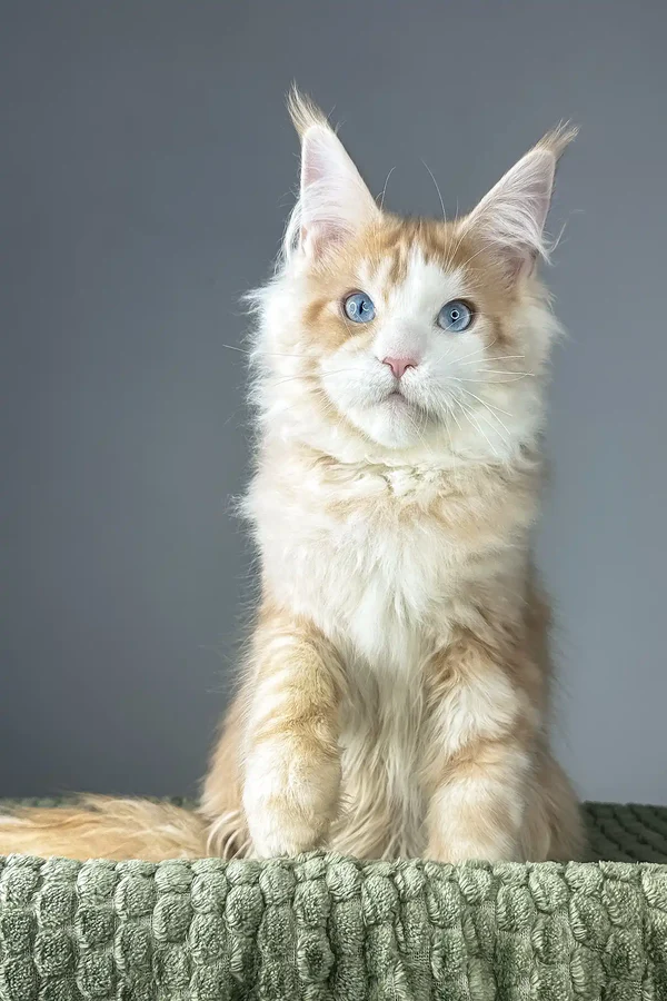 Male | Maine Coon | Red Silver Classic Tabby | Blue Eyes