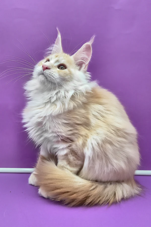 temple silver Maine Coon boy