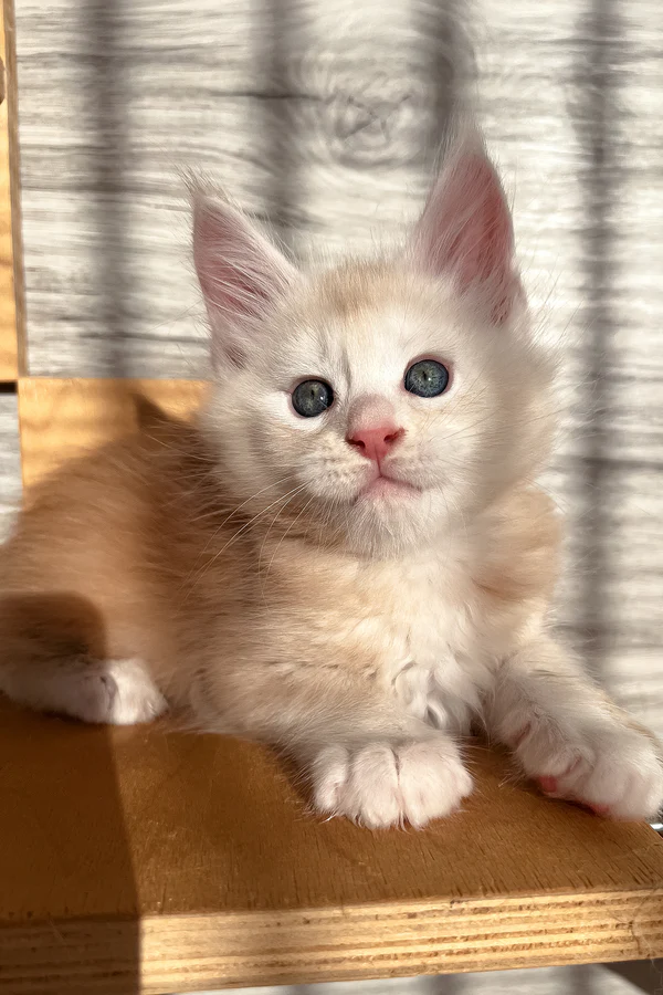 Trench-ginger-maine-coon