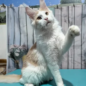 Yankee red smoke bicolor Maine Coon