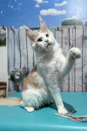 Maine Coon Cat