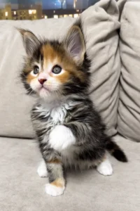 Eliot - black tortoise with white