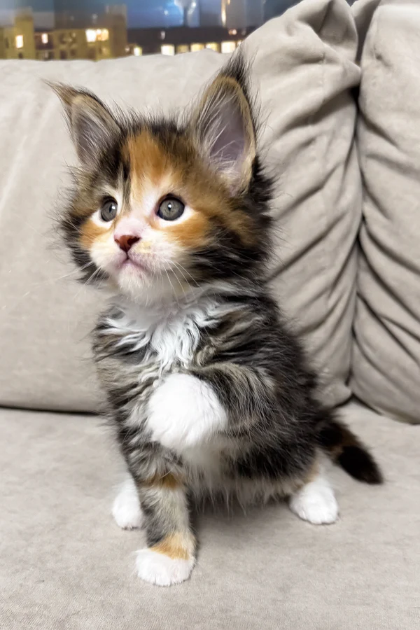 Charming Black Tortoise & White Maine Coon For Sale